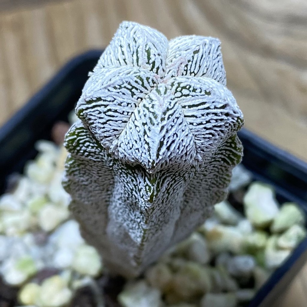 SH25939 Astrophytum myriostigma 'Onzuka' f. columnare