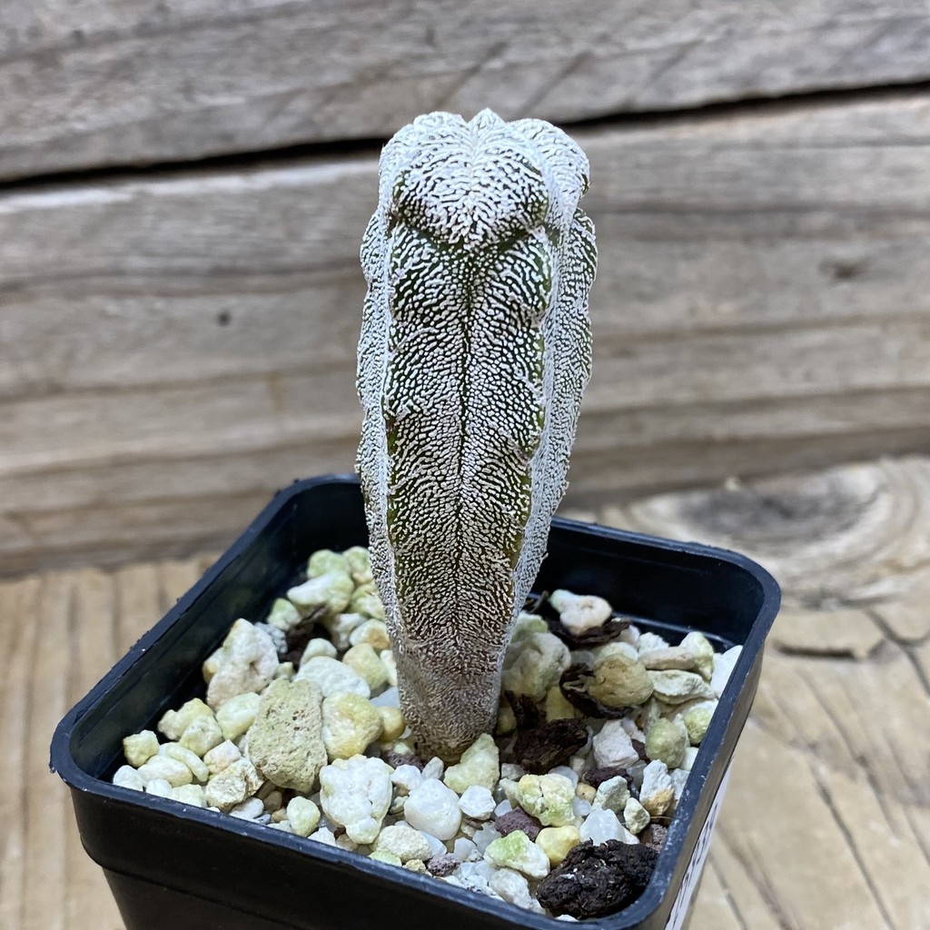 SH25939 Astrophytum myriostigma 'Onzuka' f. columnare - Image 2