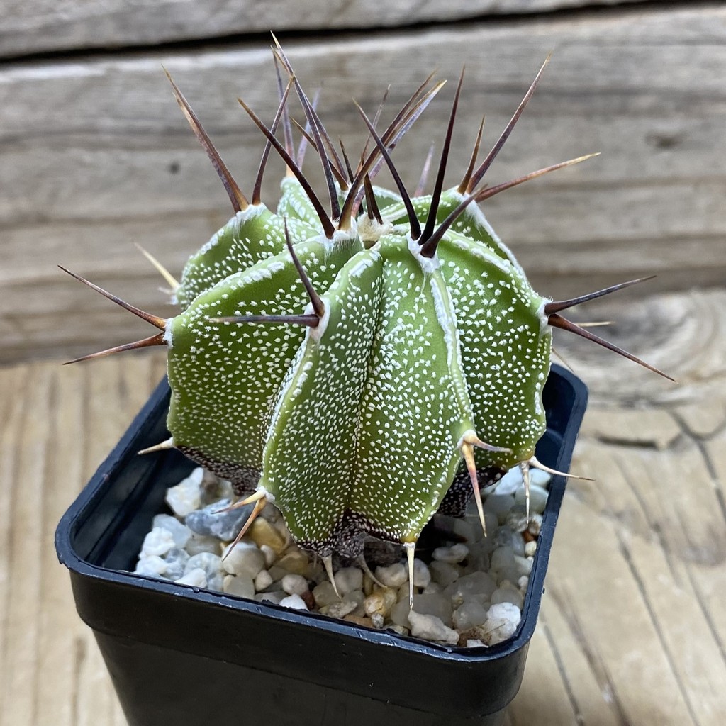 SH25940 Astrophytum ornatum hybrid - Image 2