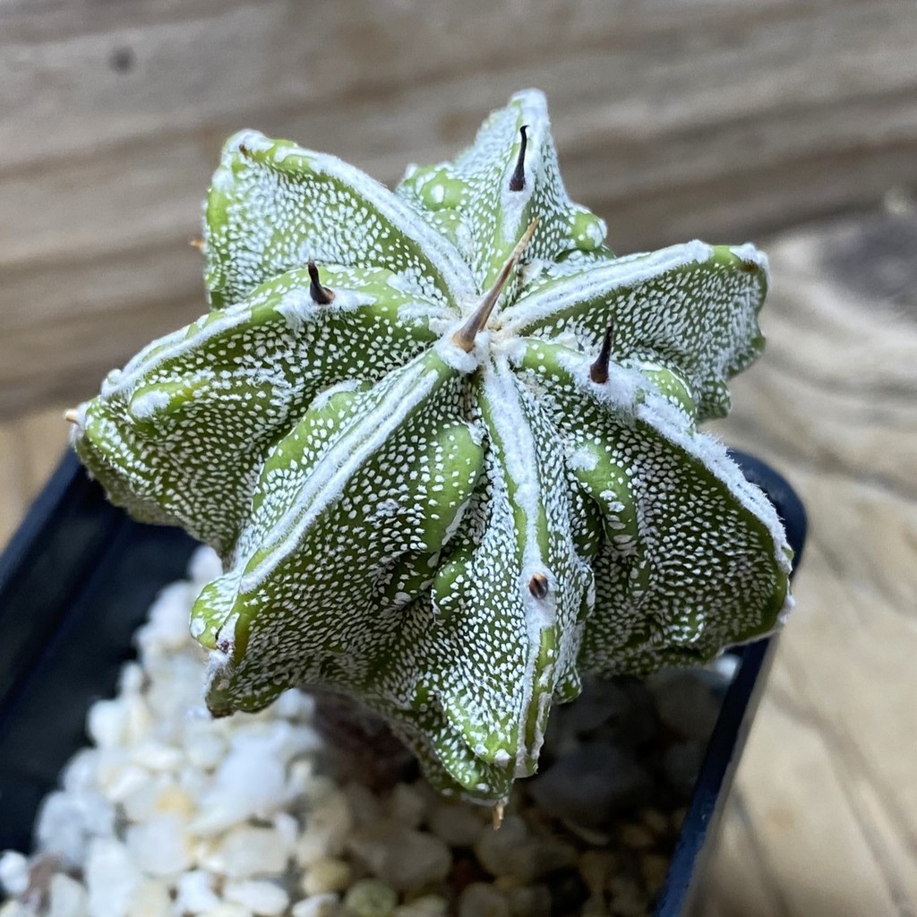 SH25943 Astrophytum ornatum 'Fukuryu' - Image 2