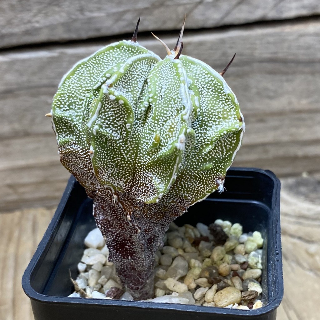 SH25943 Astrophytum ornatum 'Fukuryu' - Image 3