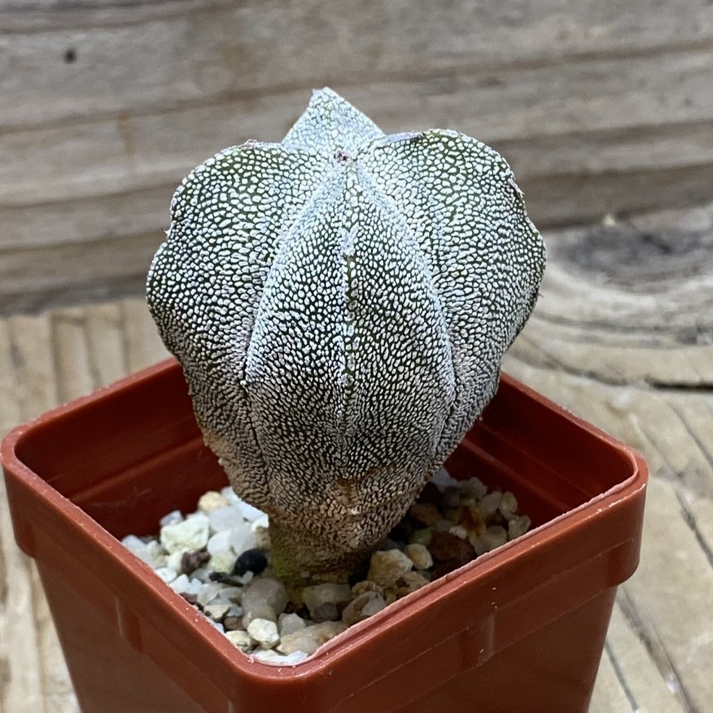 SH25945 Astrophytum myriostigma ‘Onzuka’ v. quadricostatum - Image 2