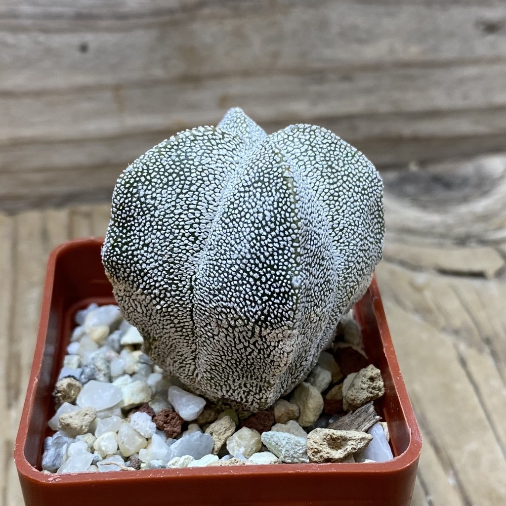 SH25946 Astrophytum myriostigma ‘Onzuka’ v. quadricostatum - Image 2