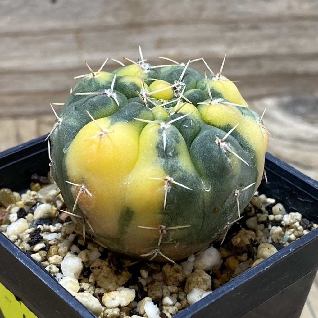 SH4133 Gymnocalycium stellatum f. variegata, seedling - Image 2