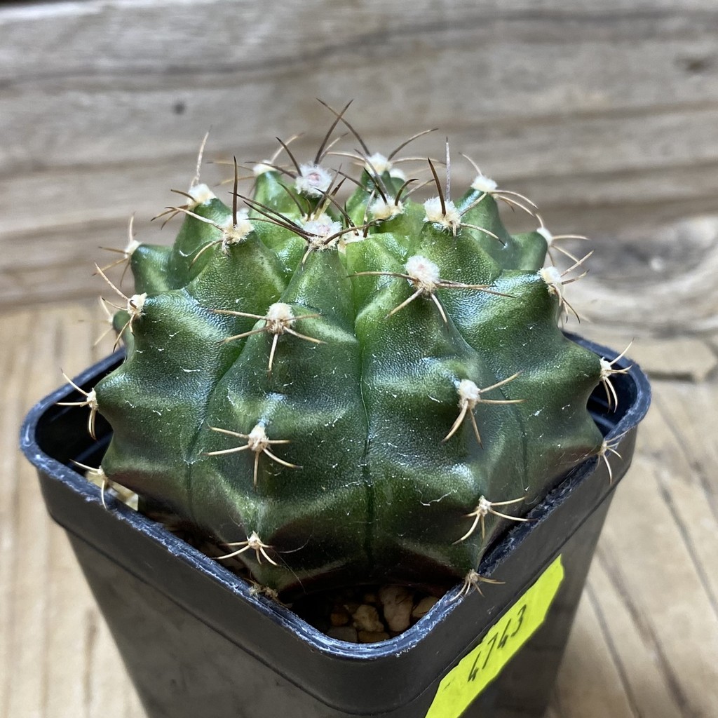 SH4743 Gymnocalycium mihanovichii ‘Neon’ hybrid - Image 2