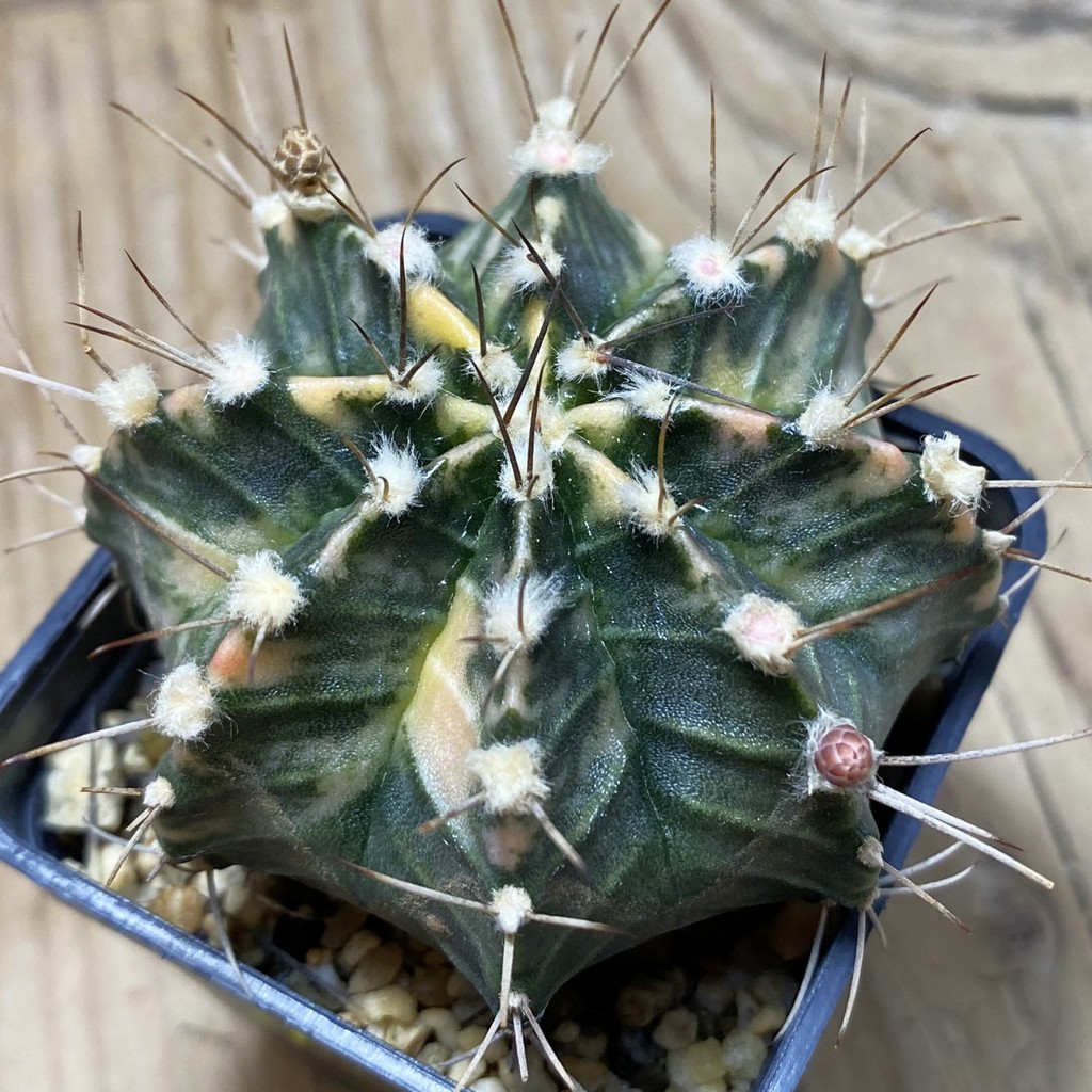 SH4903 Gymnocalycium mihanovichii f. variegata, seedling