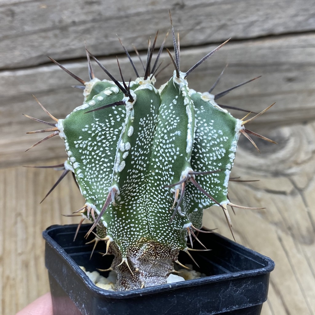 SH446 Astrophytum ornatum hybrid - Image 2