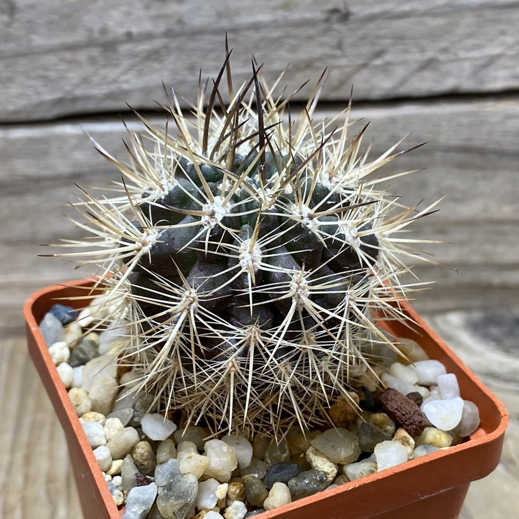 SH090 Eriosyce subgibbosa v. nigrihorrida - Image 2