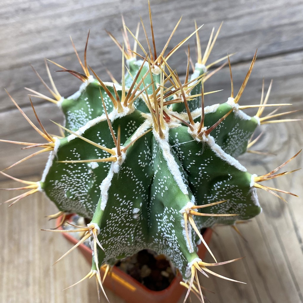 SH221 Astrophytum ornatum 'Fukuryu'