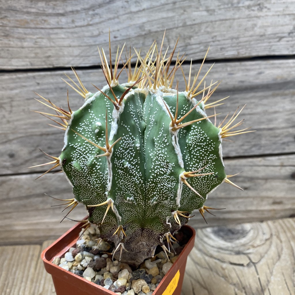 SH221 Astrophytum ornatum 'Fukuryu' - Image 2