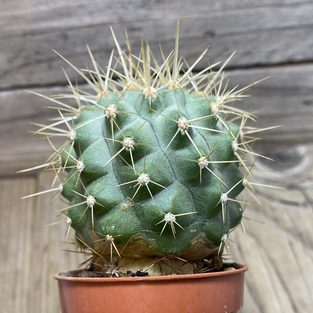 SH1116 Copiapoa haseltoniana GCG 15038, grafted - Image 2