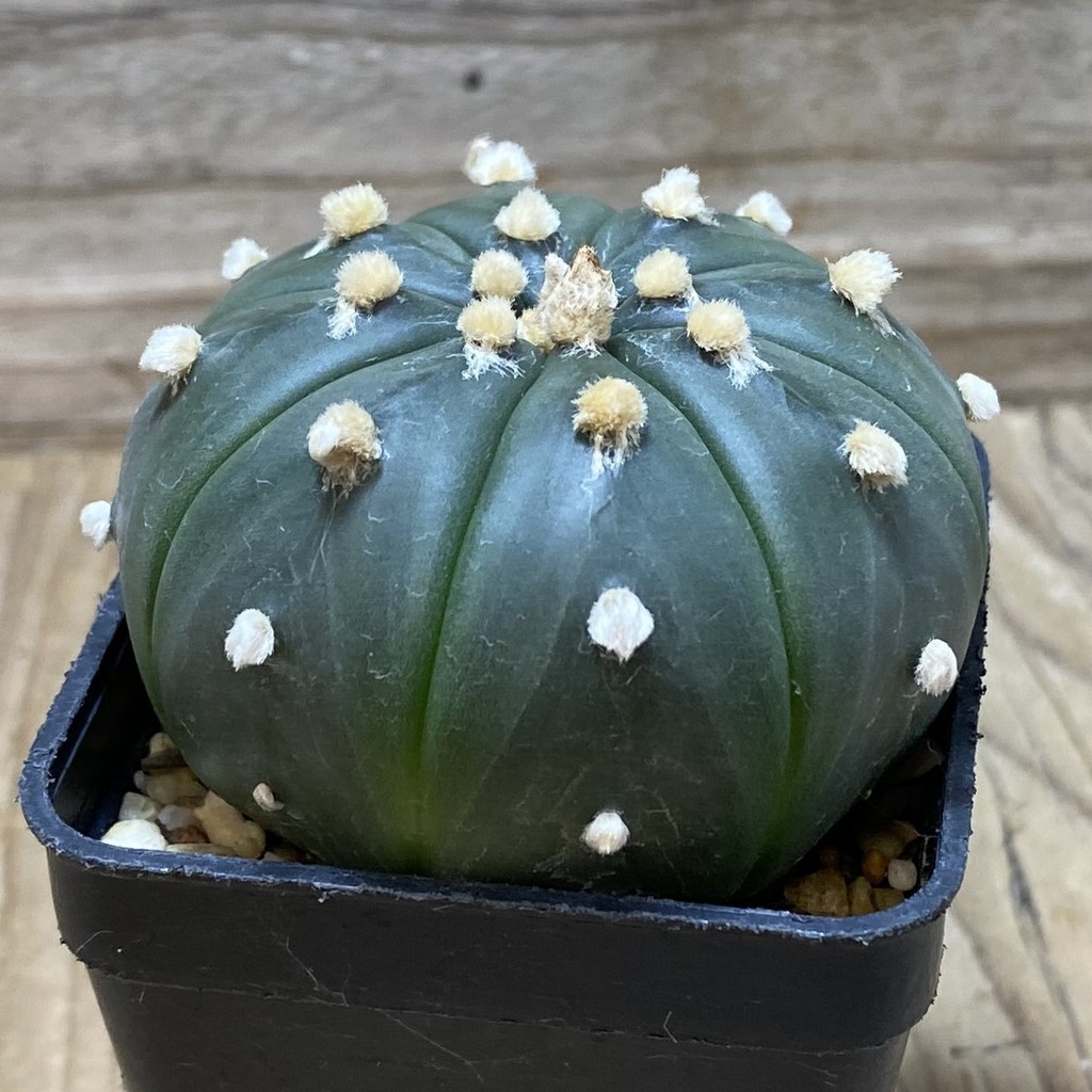 SH1442 Astrophytum asterias ‘Purple Skin’ - Image 2