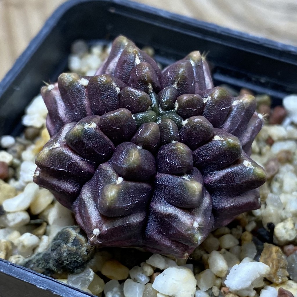 SH1448 Gymnocalycium mihanovichii ‘Day Dream’, seedling - Image 2