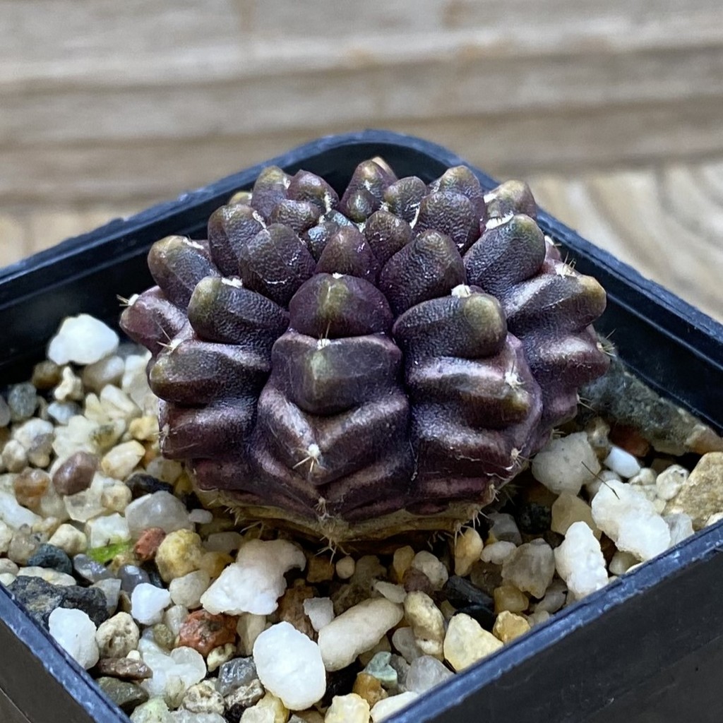 SH1448 Gymnocalycium mihanovichii ‘Day Dream’, seedling - Image 3