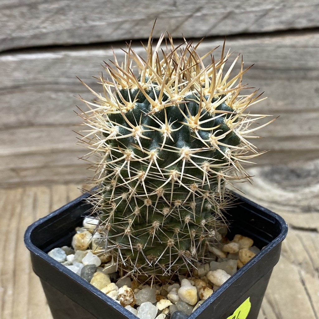 SH3474 Neoporteria eriosyzoides - Image 2