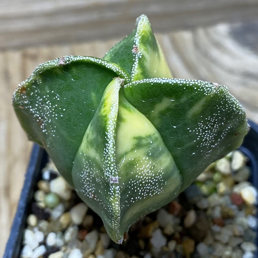 SH3872 Astrophytum myriostigma f. variegata