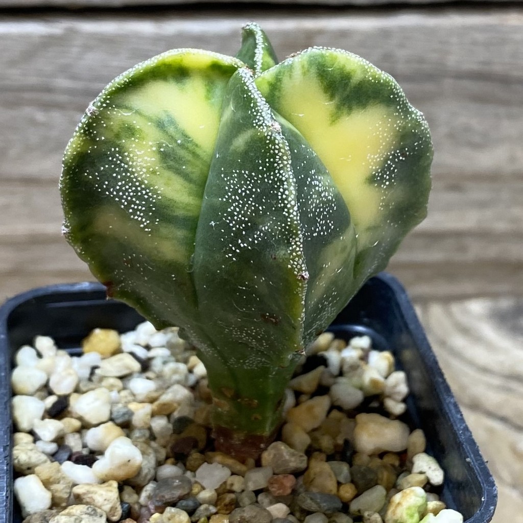SH3872 Astrophytum myriostigma f. variegata - Image 2