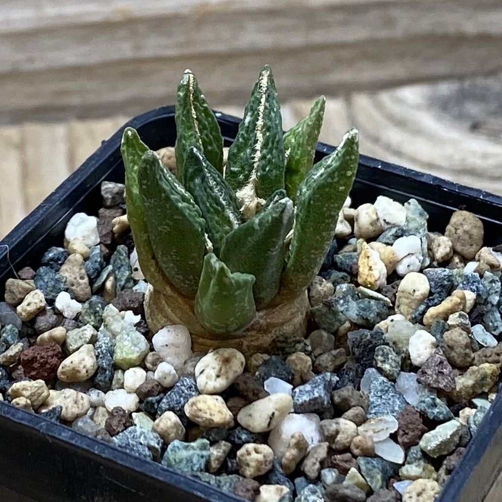 SH26224 Ariocarpus kotschoubeyanus hybrid, own roots - Image 2