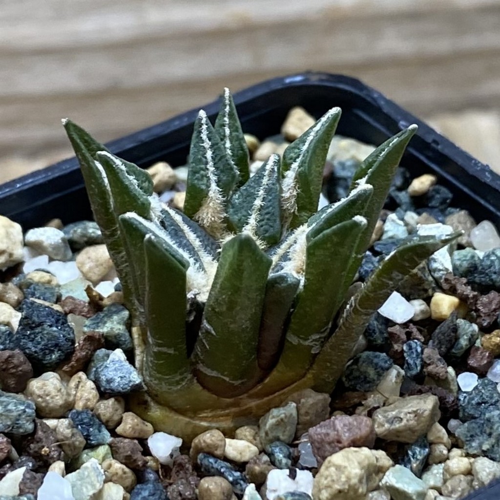 SH26225 Ariocarpus kotschoubeyanus hybrid, own roots - Image 2