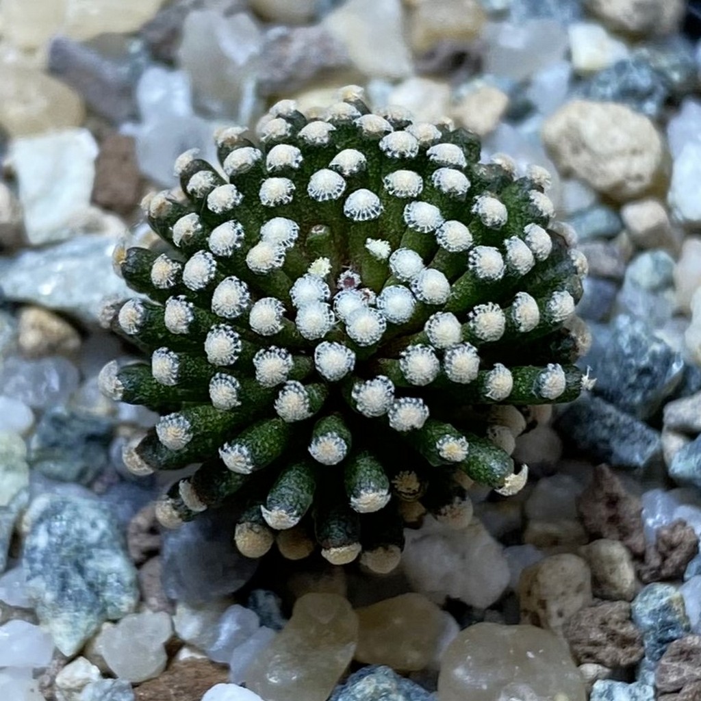 SH26227 Mammillaria luethyi