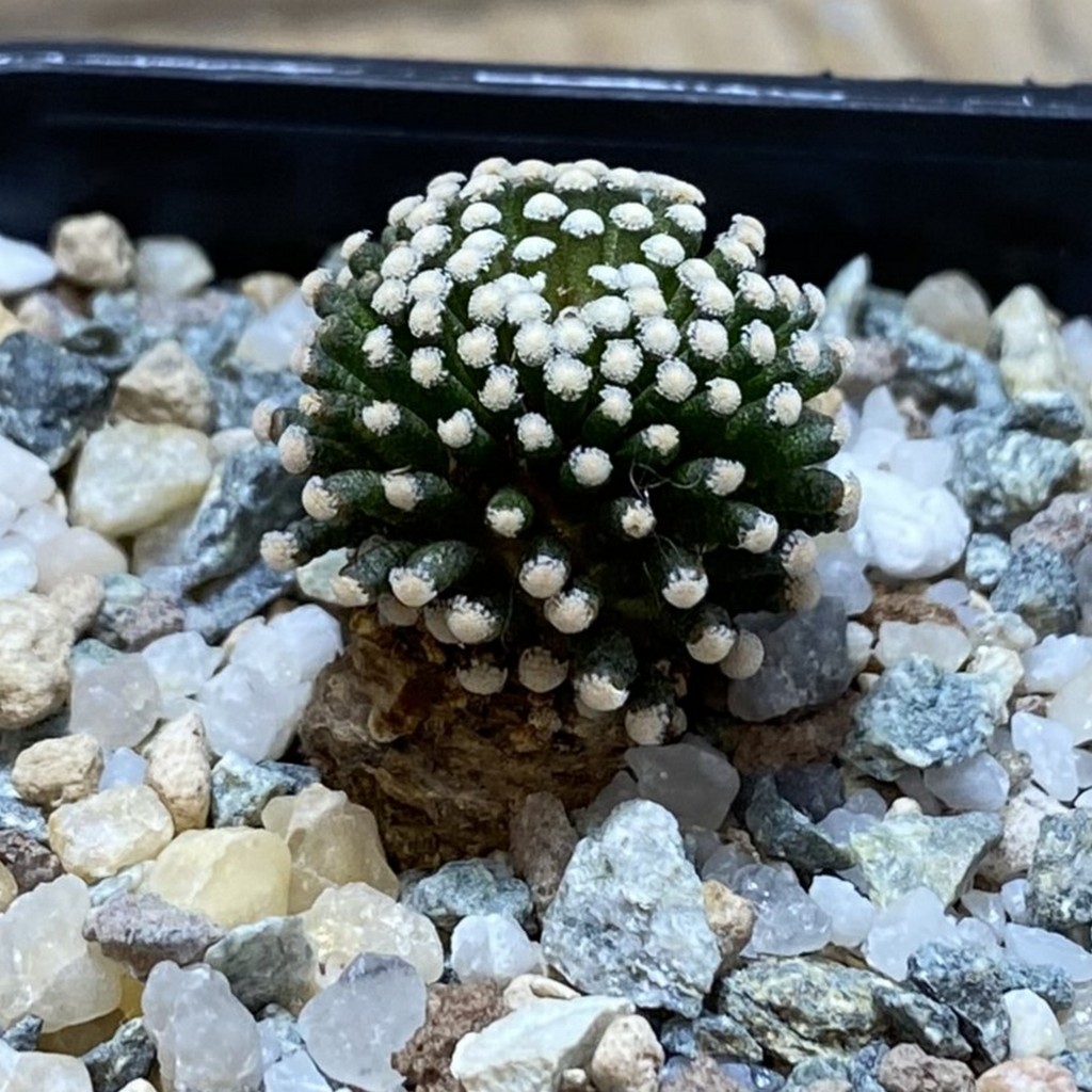 SH26227 Mammillaria luethyi - Image 2