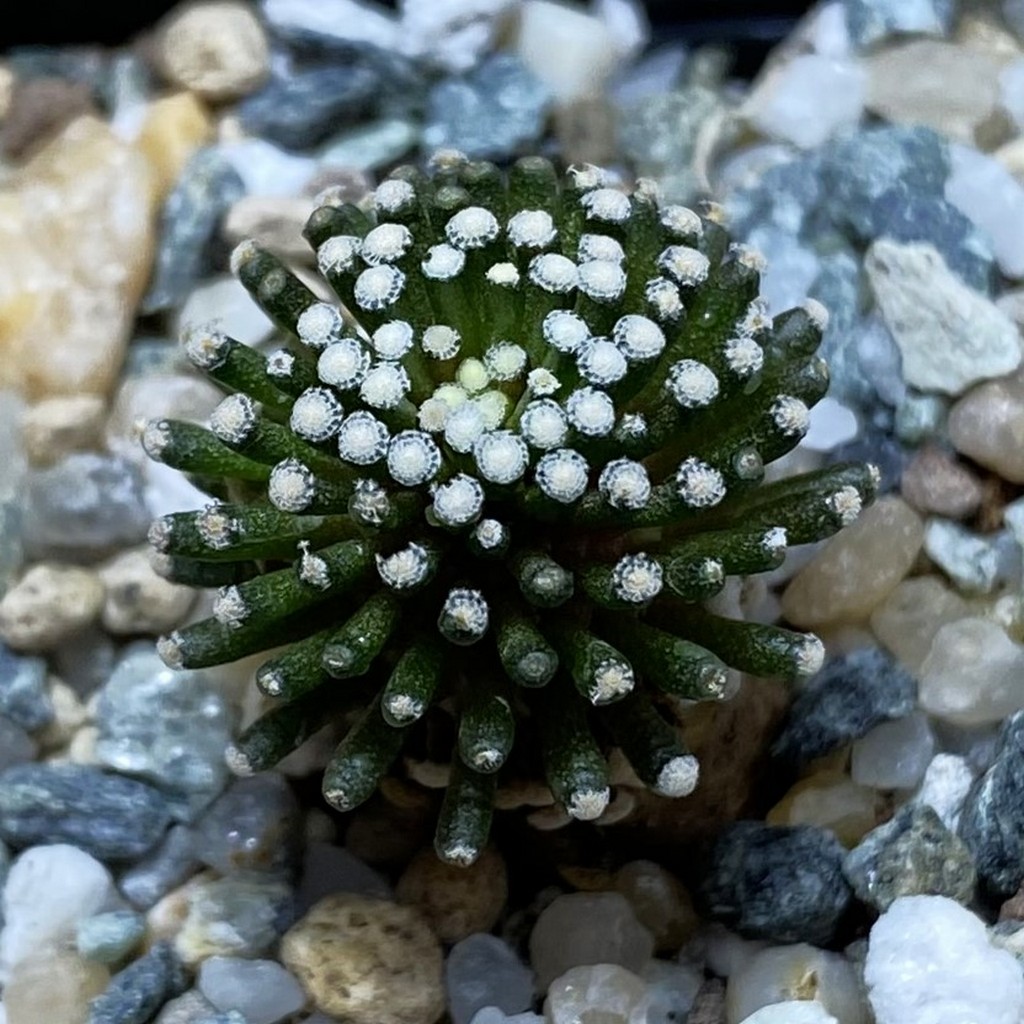 SH26228 Mammillaria luethyi