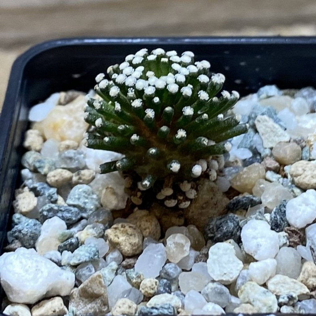 SH26228 Mammillaria luethyi - Image 2