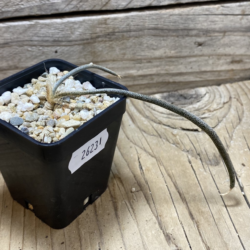 SH26231 Astrophytum caput-medusae, seedling - Image 2