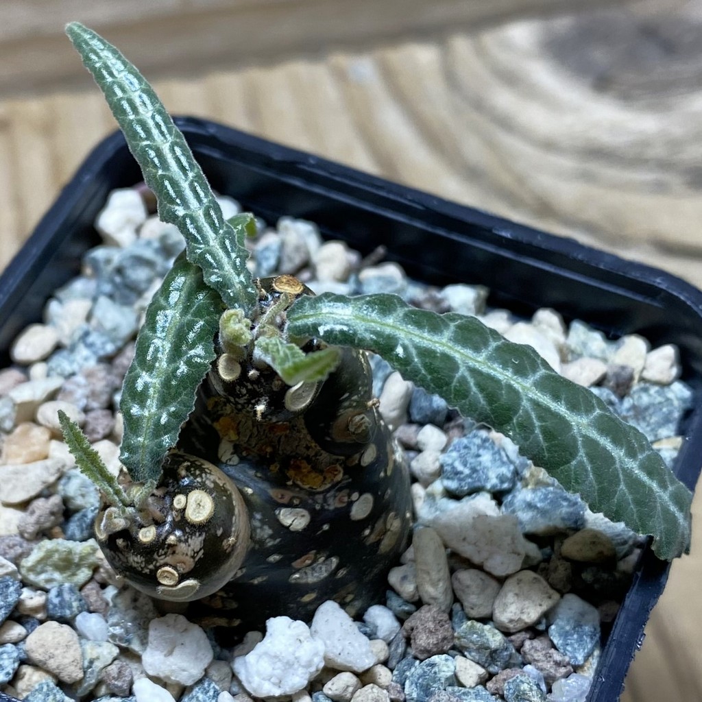 SH26237 Dorstenia lancifolia