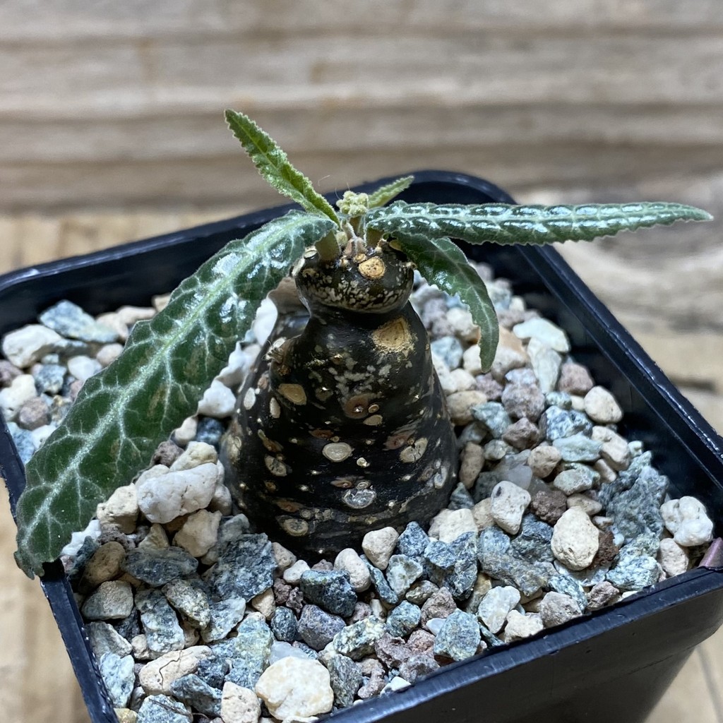 SH26237 Dorstenia lancifolia - Image 2