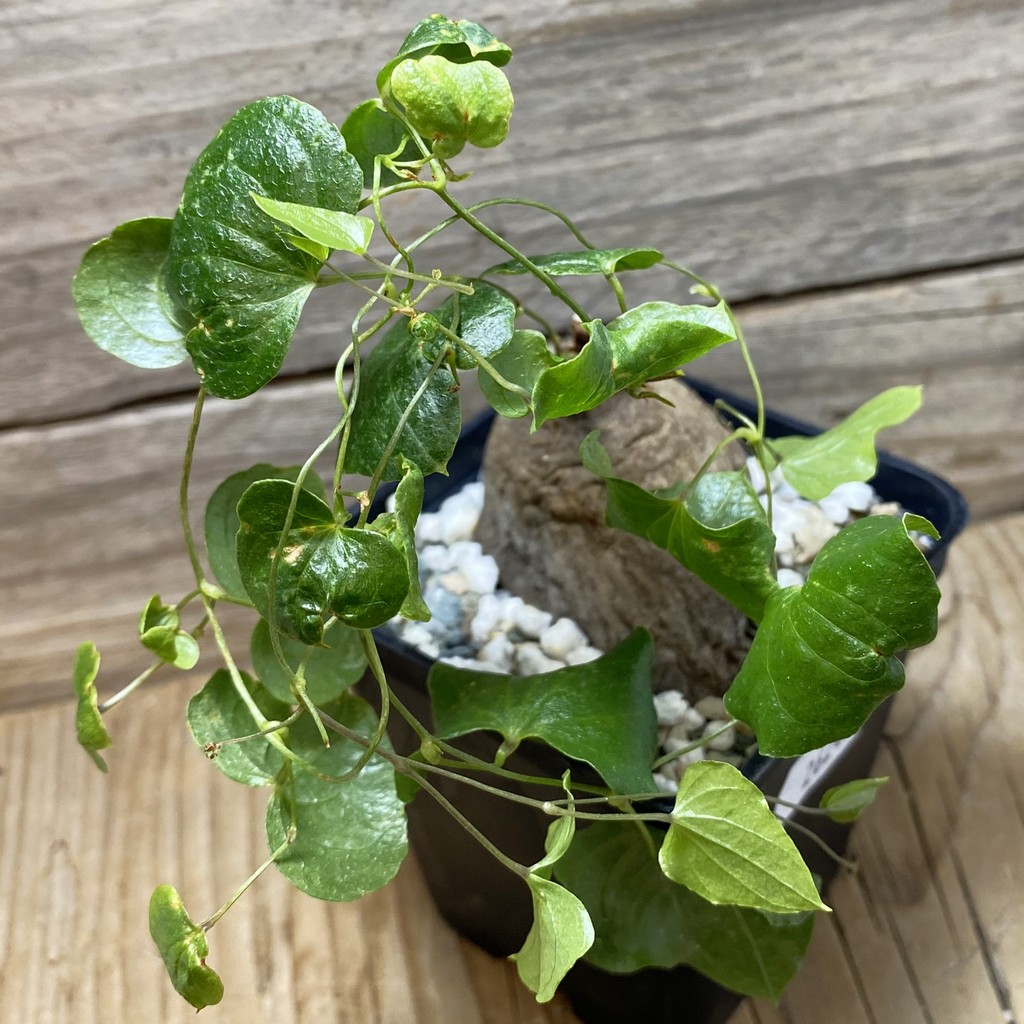SH26249 Dioscorea sylvatica