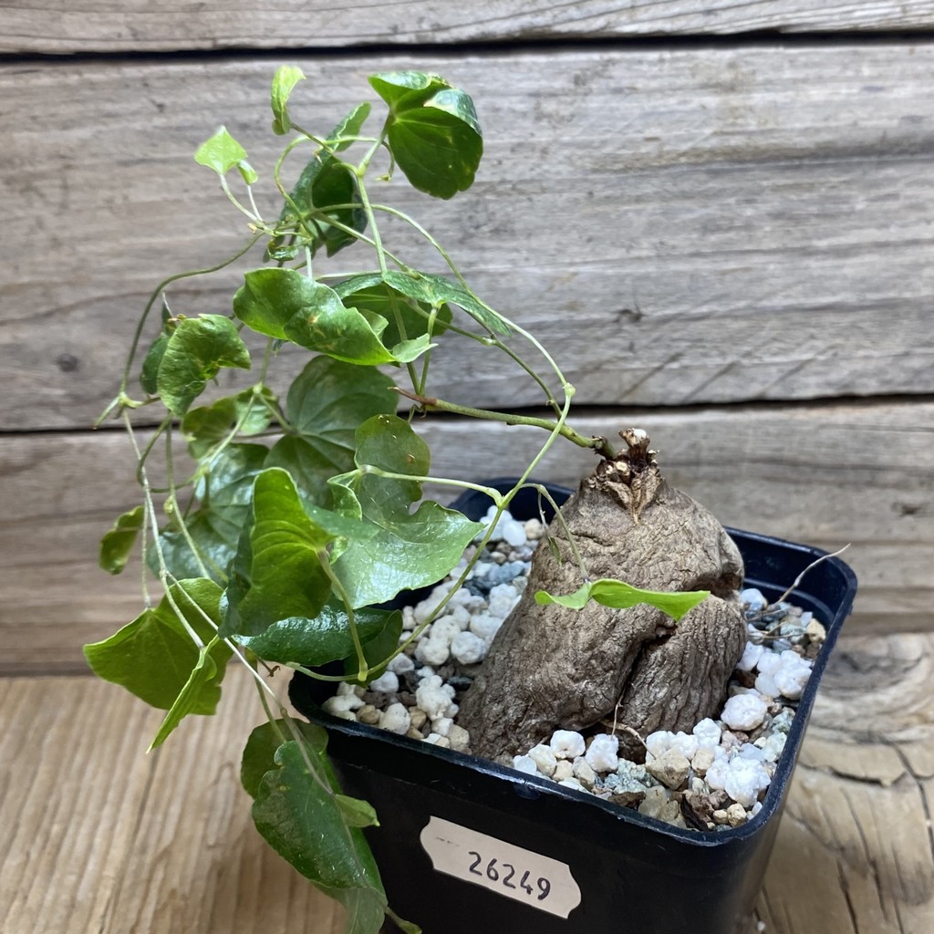 SH26249 Dioscorea sylvatica - Image 2