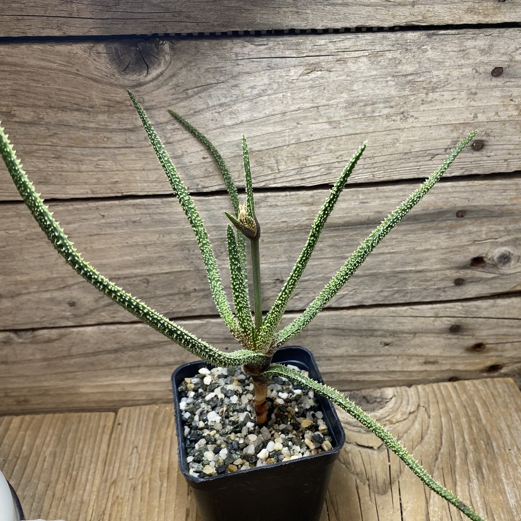 SH26254 Aloe delicatifolia - Image 2