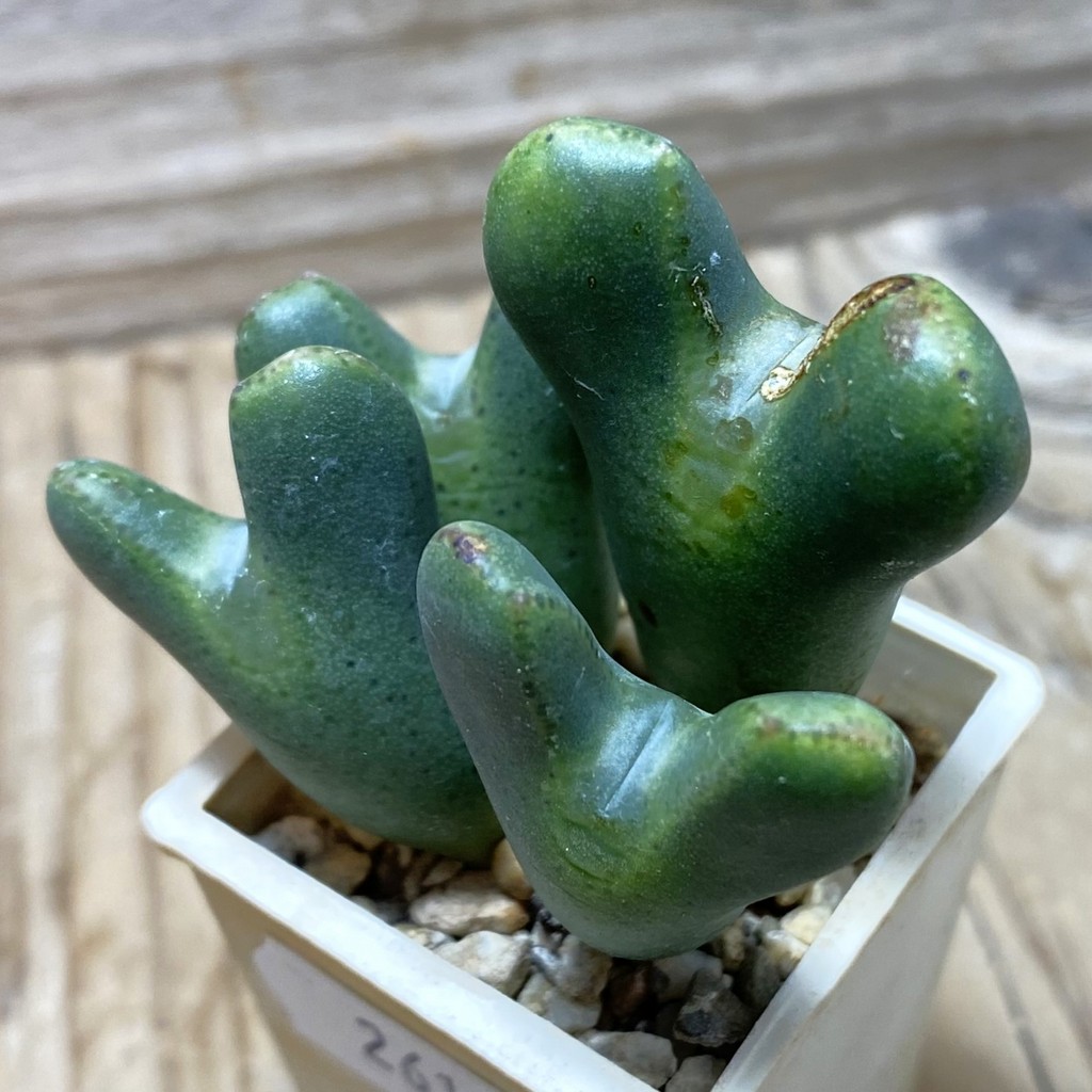 SH26190 Conophytum bilobum ssp. elishae x ssp. lacteum, purple flower