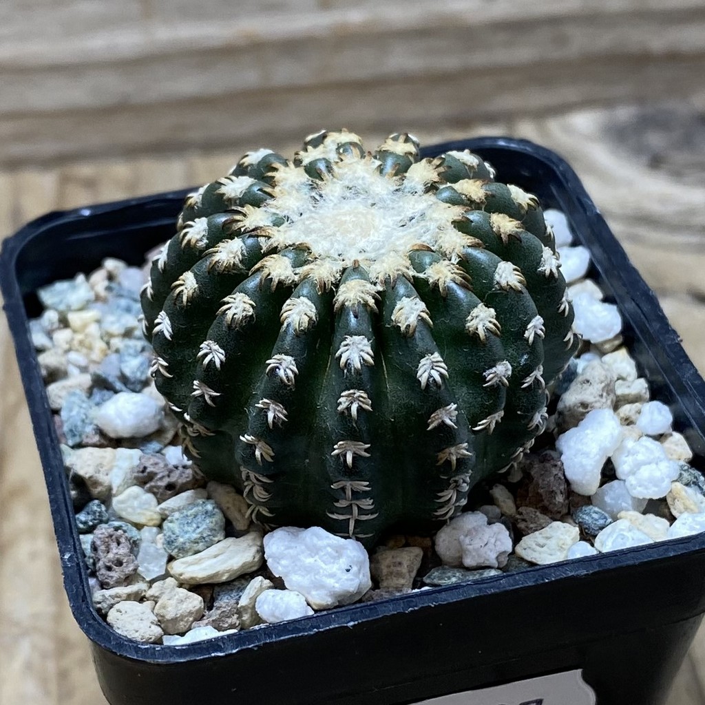SH26197 Discocactus horstii - Image 2