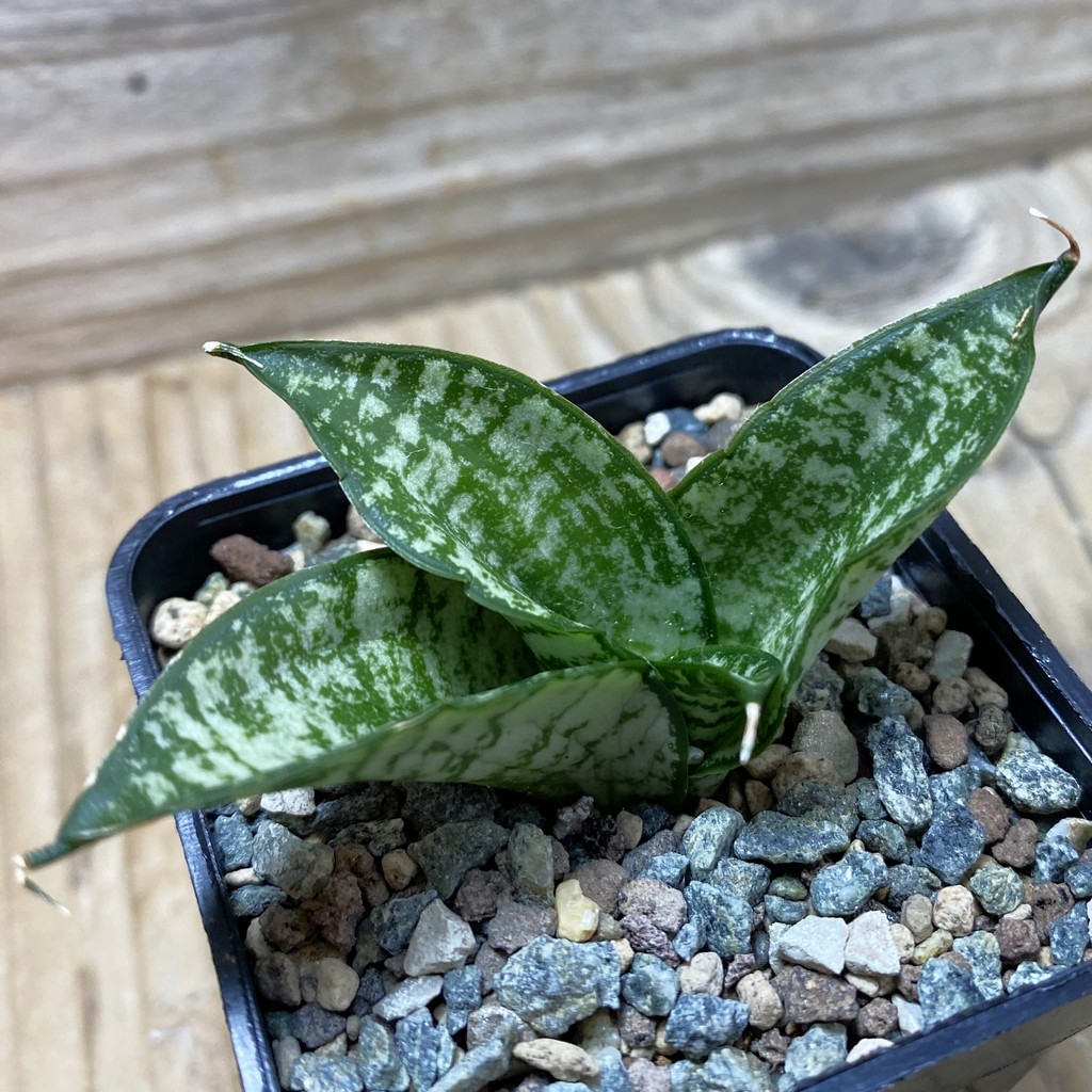 SH26199 Sansevieria 'Rookie' - Image 2