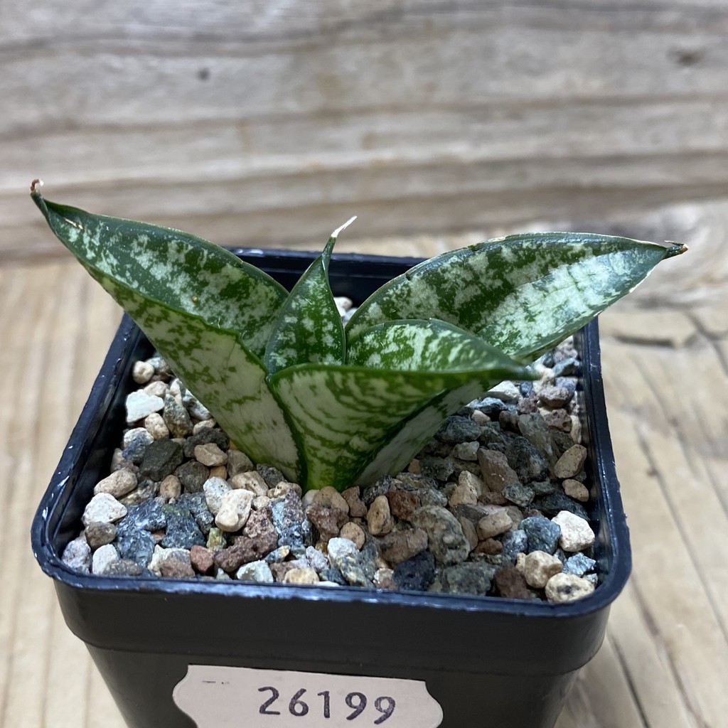 SH26199 Sansevieria 'Rookie' - Image 3
