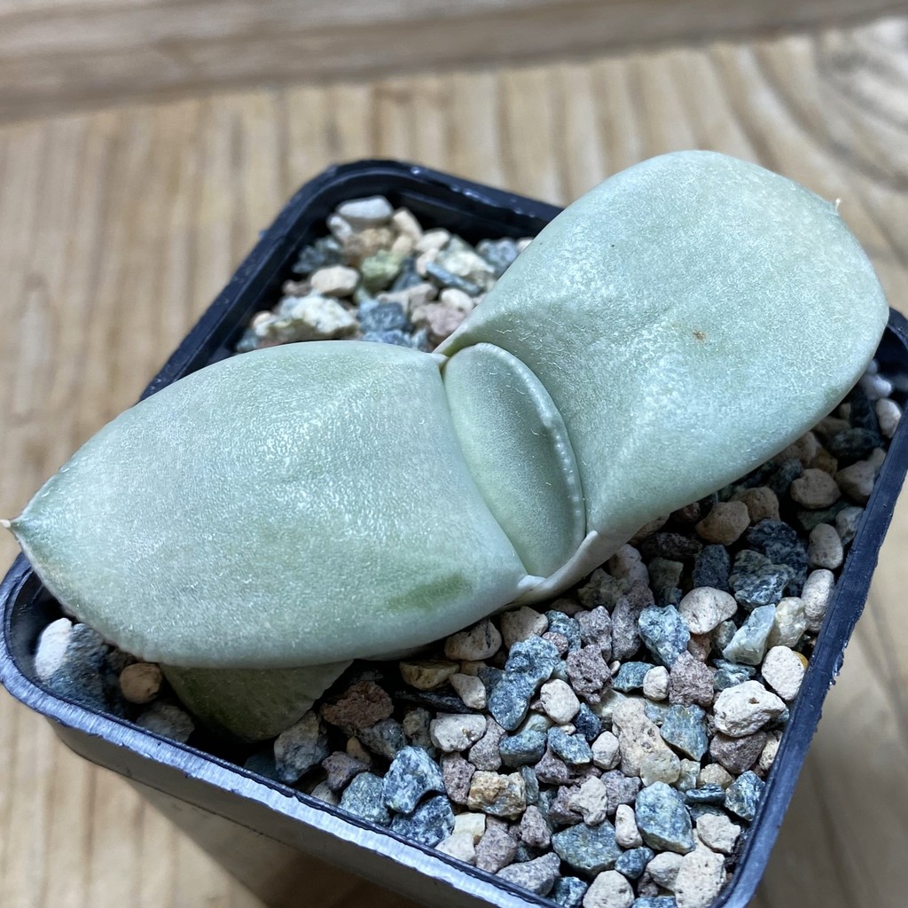 SH26203 Gasteria 'Hakugei'