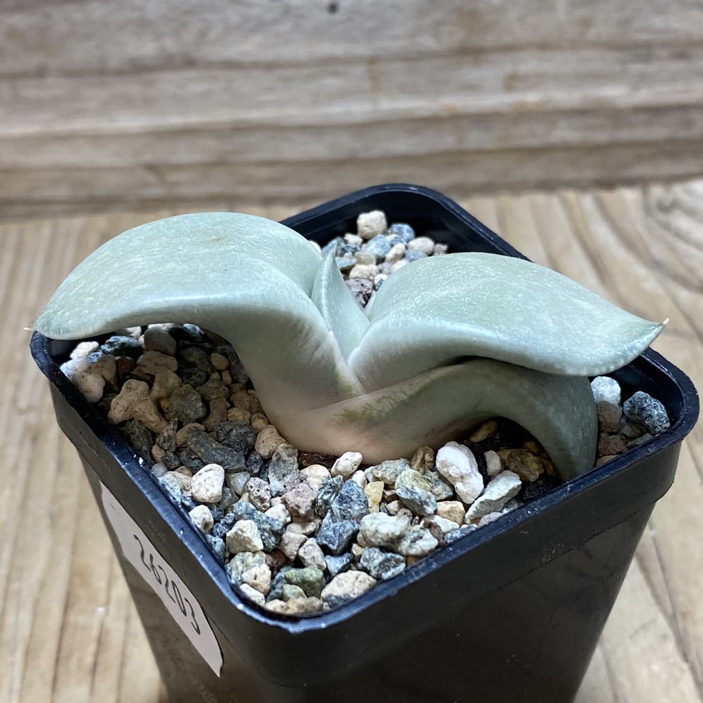 SH26203 Gasteria 'Hakugei' - Image 2