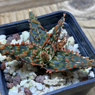 SH26205 Aloe TCT hybrid