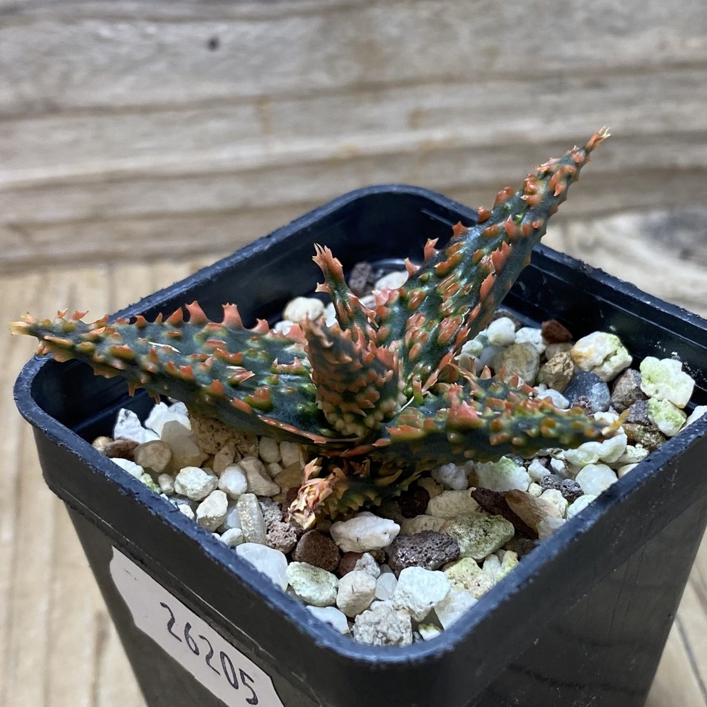 SH26205 Aloe TCT hybrid - Image 2