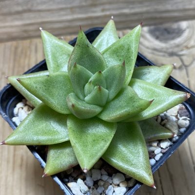 SH26208 Echeveria agavoides -Villa Zaragoza- SLP, seedling