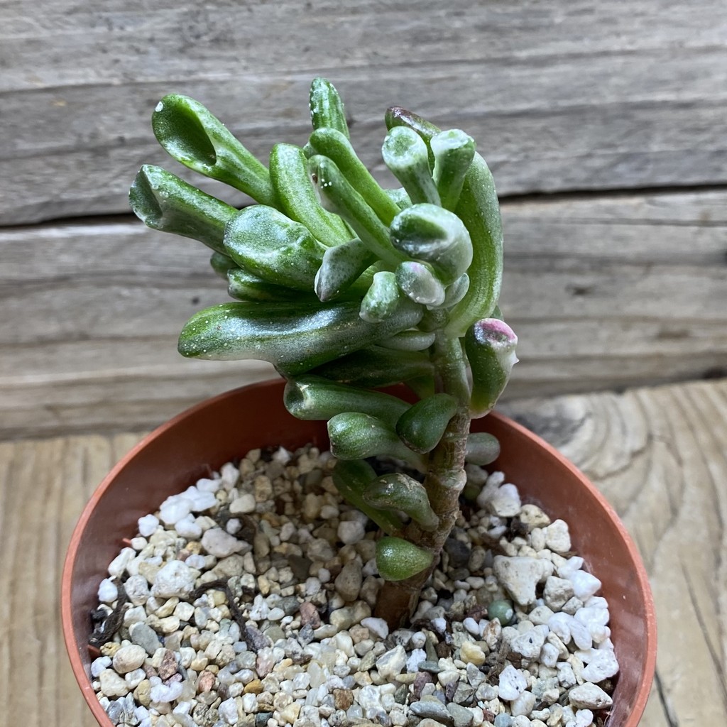 SH26209 Crassula ‘Gollum’ f. variegata - Image 2