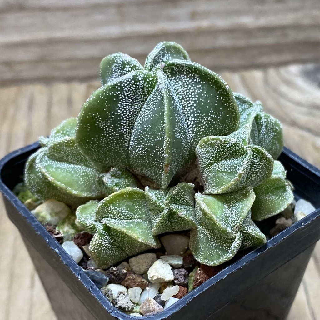 SH26212 Astrophytum myriostigma f. caespitosa - Image 2
