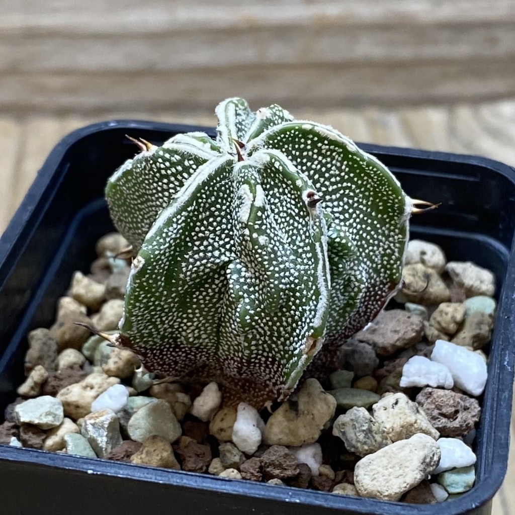 SH26213 Astrophytum myriostigma ‘Fukuryu’ - Image 2