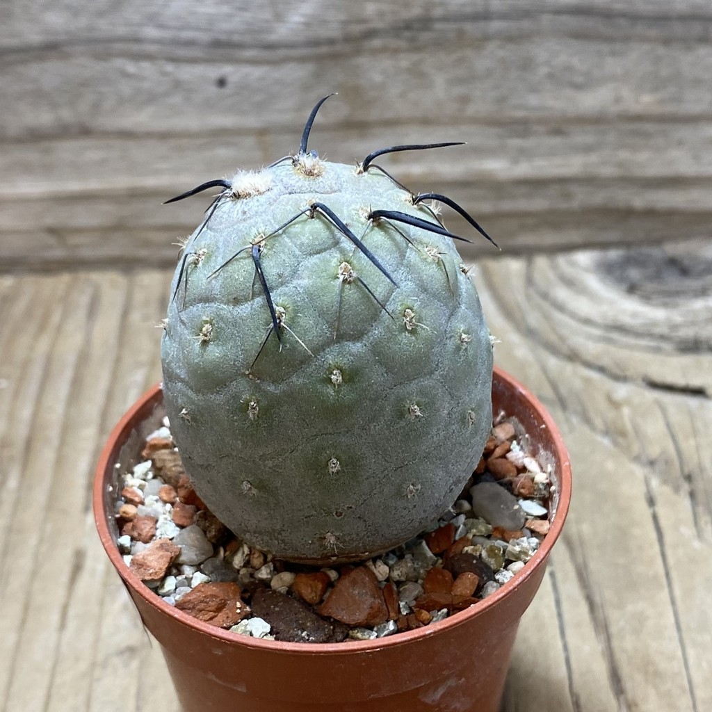 SH26216 Tephrocactus geometricus - Image 2