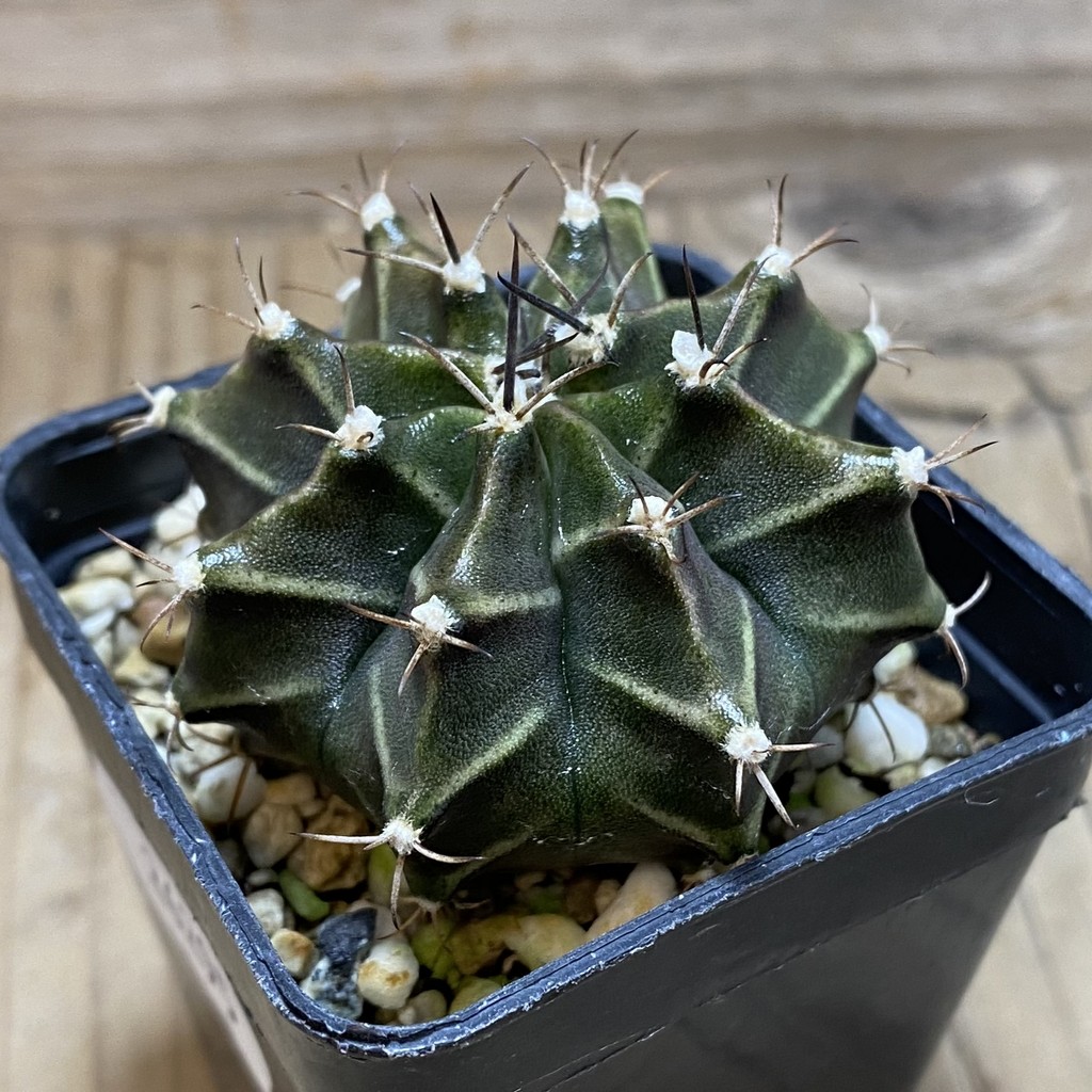 SH26295 Gymnocalycium mihanovichii hybrid, seedling - Image 2