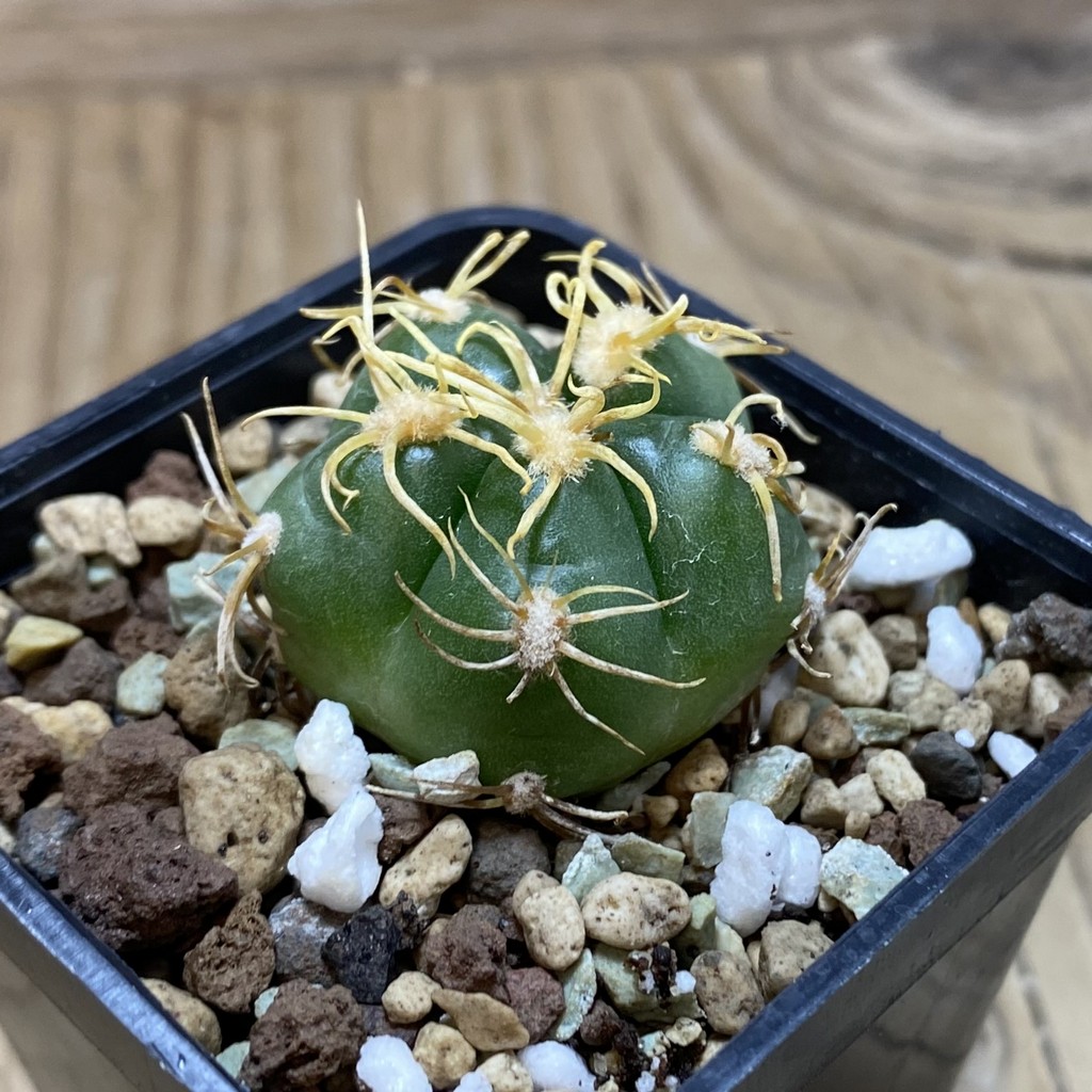SH26296 Gymnocalycium denudatum -Selected form- - Image 2