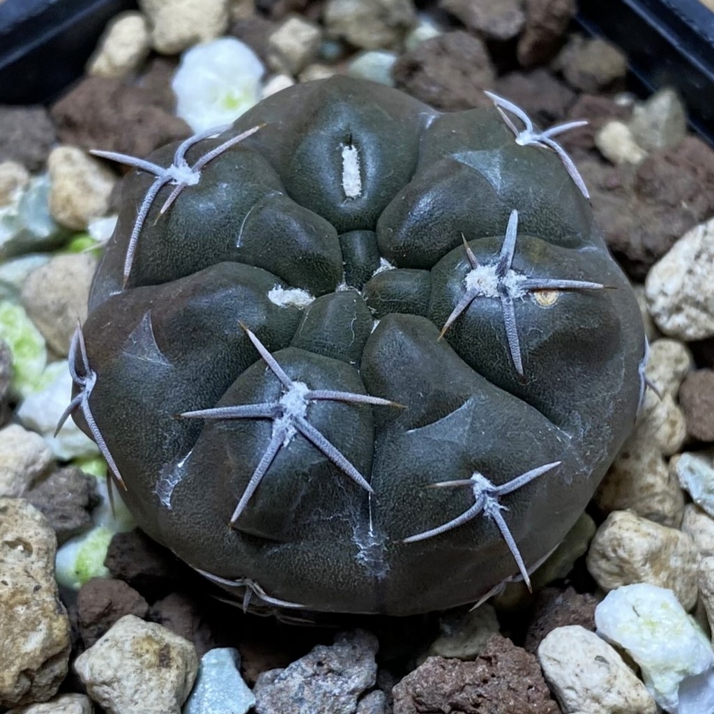 SH26297 Gymnocalycium robustum