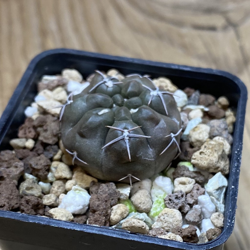 SH26297 Gymnocalycium robustum - Image 2